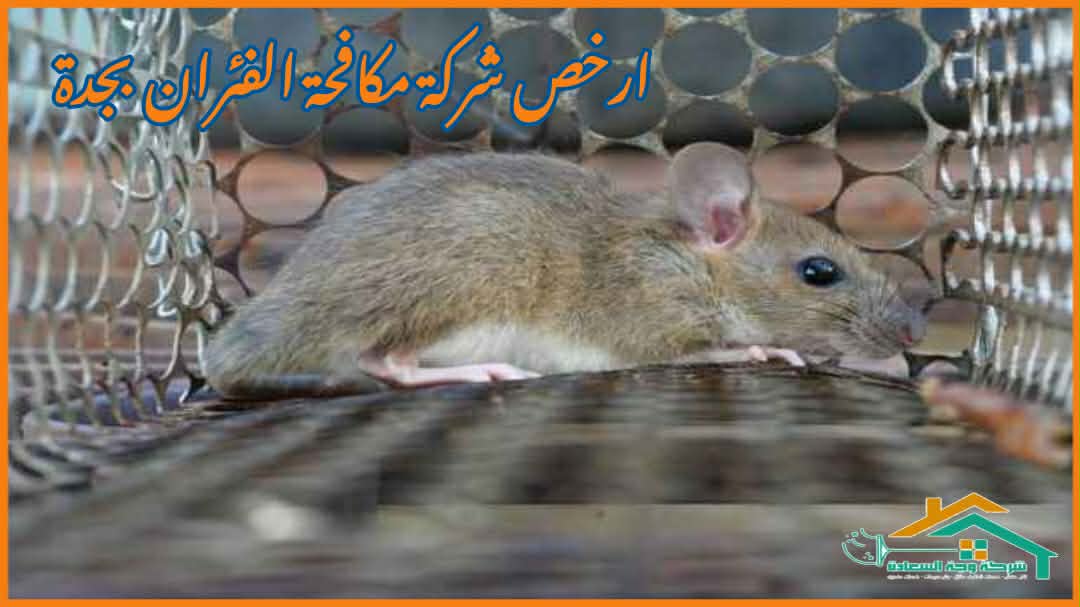 ارخص شركة مكافحة الفئران بجدة عام 2026