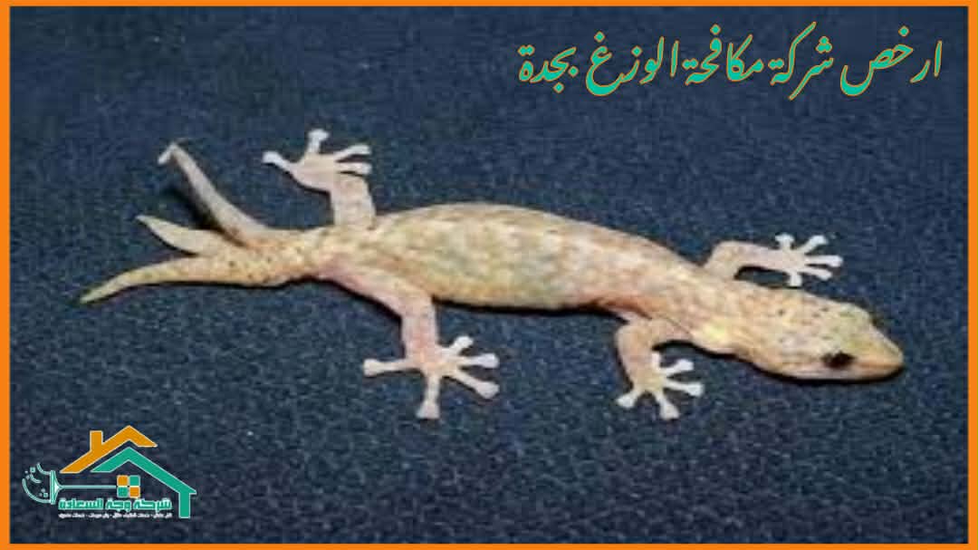 ارخص شركة مكافحة الوزغ بجدة عام 2026 