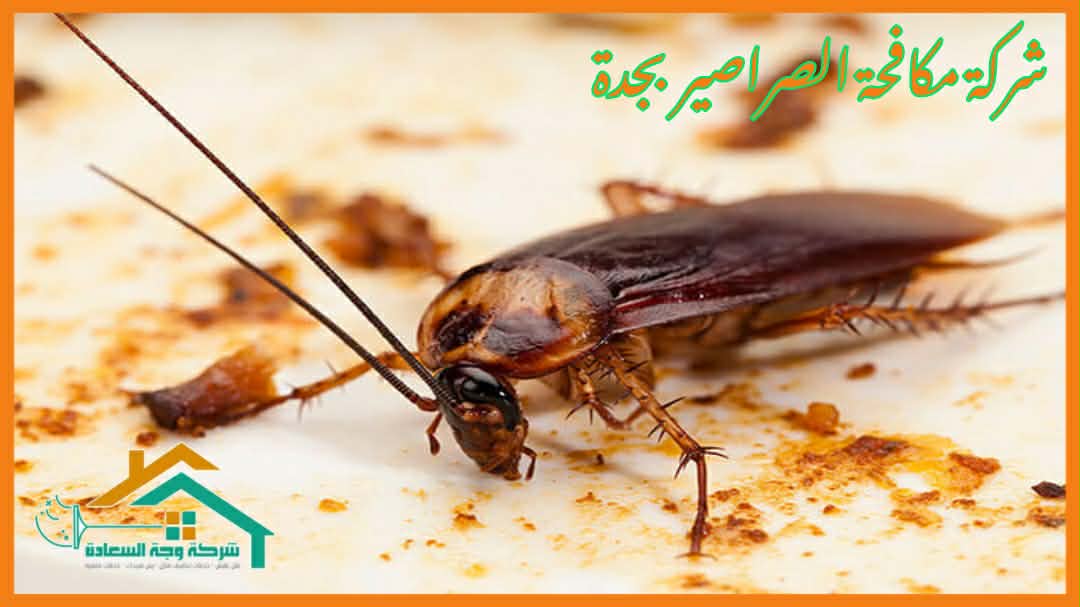 شركة مكافحة الصراصير بجدة