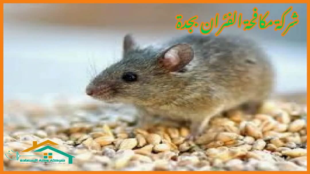 شركة مكافحة الفئران بجدة