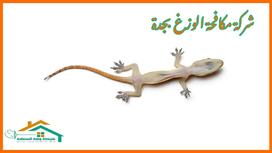 شركة مكافحة الوزغ بجدة